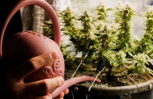 Question: How to Grow Marijuana at Home in 60 Days