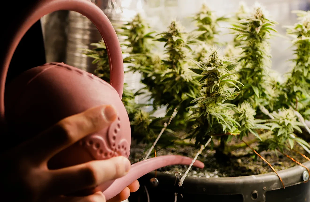 How to grow marijuana at home in 60 days