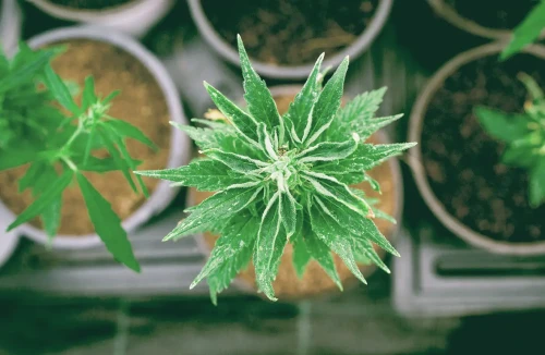 The basics: How to grow weed?