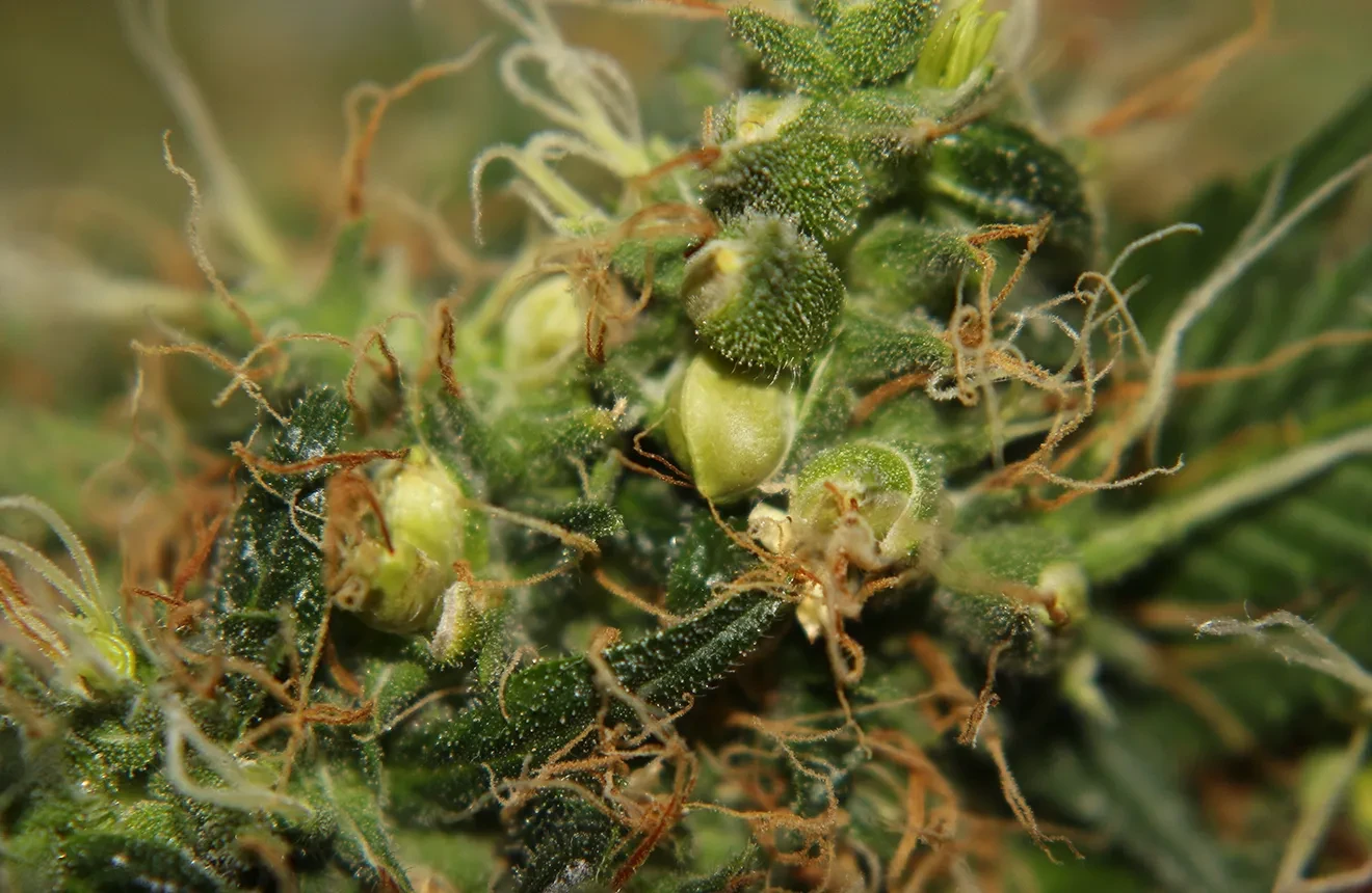 Want to start making your own feminized seeds? This is how you make your own feminized seeds! 