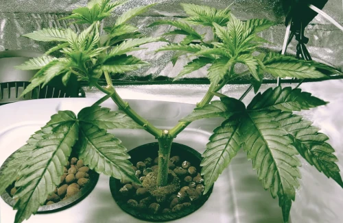 Guide: Mainlining Weed Plants (manifold cannabis)