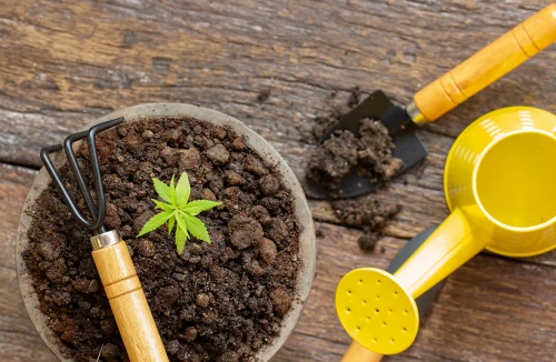 10 Marijuana Growing Supplies You need!