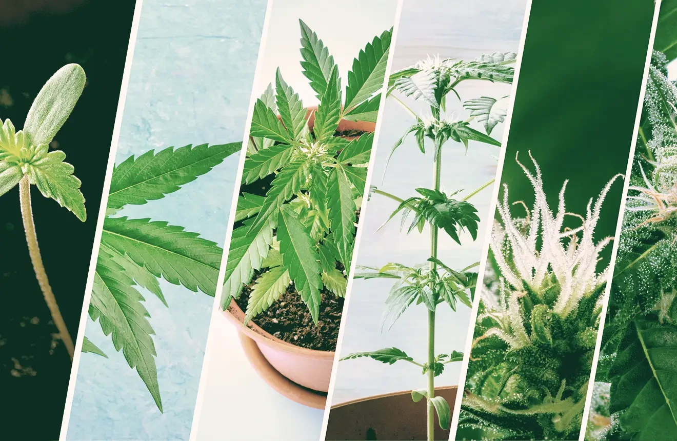 Read our blog about the stages of a weed plant
