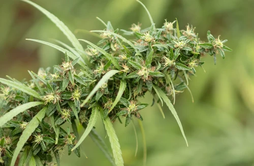 Top 10 Rare Weed Strains to Grow in 2021