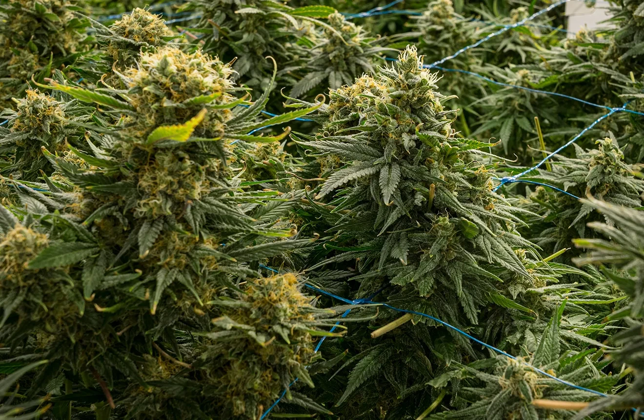 Top 15 Highest Yielding strains ever