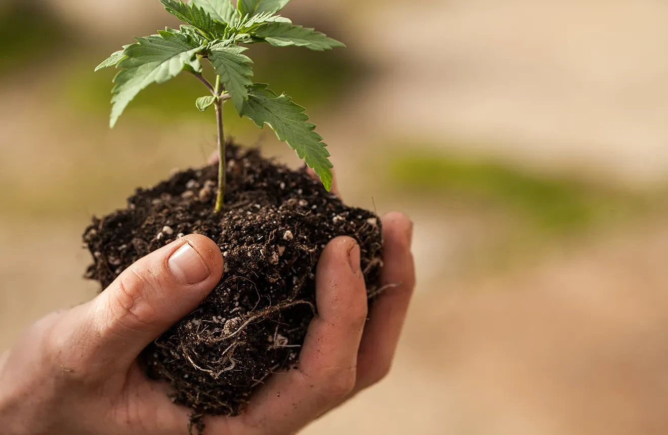 Curious how transplanting cannabis plants can be done in a safe? Check it out! 