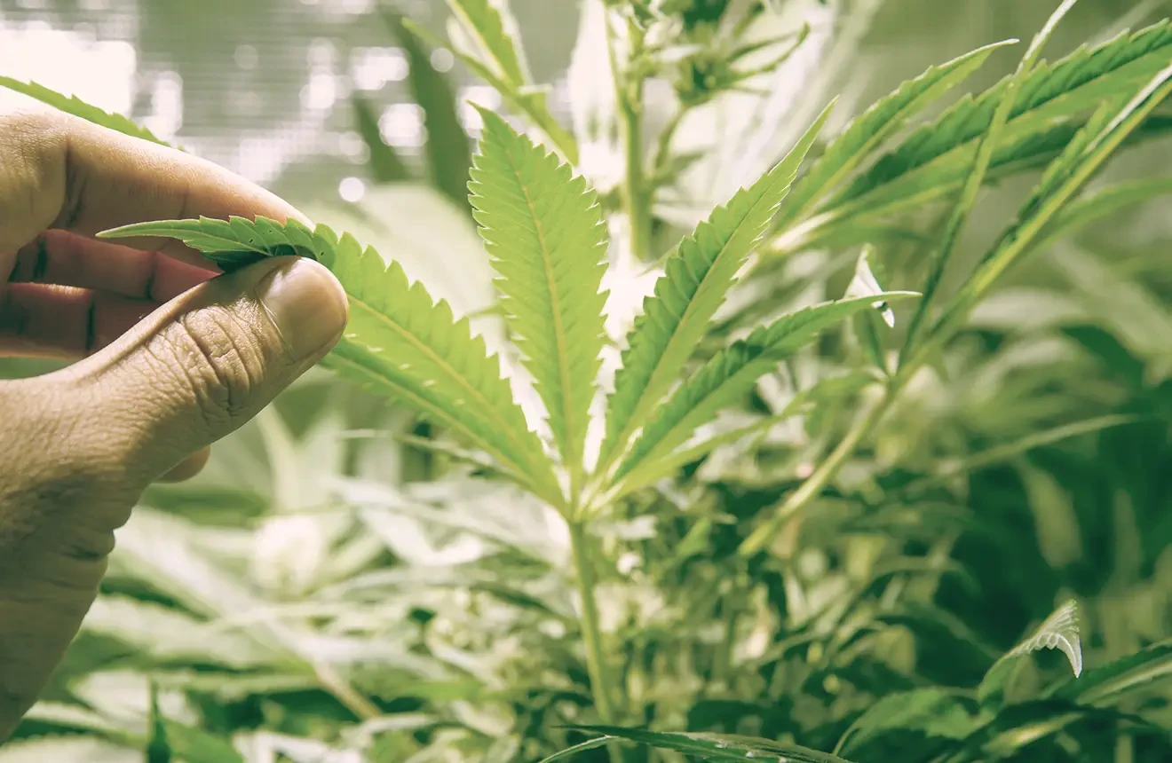 Check our top 10 with the best weed growing tips