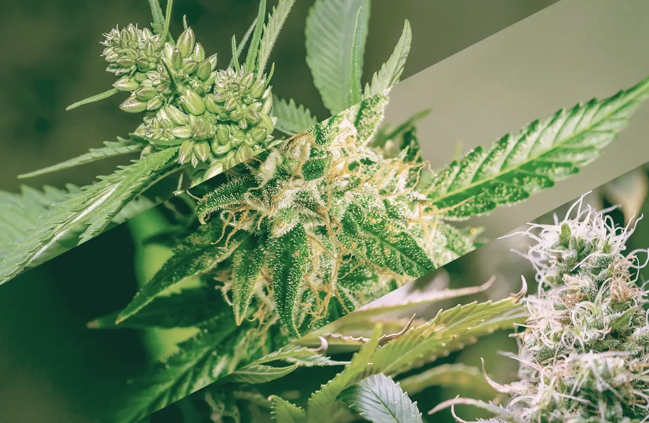 What is the difference between feminized and autoflowering seeds? Read this blog!