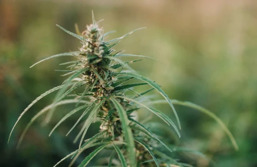 Question: Where does weed grow naturally?