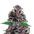 CBD Purple Kush autoflowering feminized seeds plant thumbnail