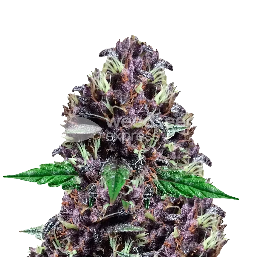 CBD Purple Kush autoflowering feminized seeds plant