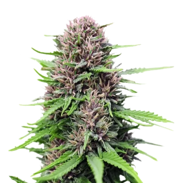 Critical Purple Autoflower Samen