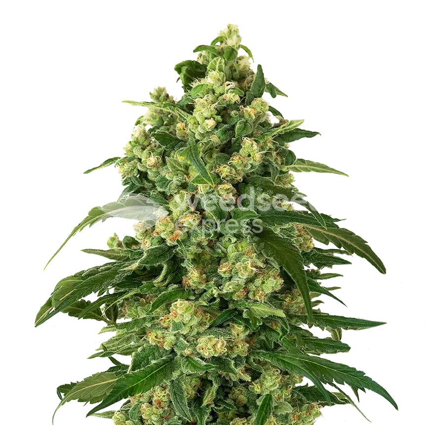 Girl Scout Cookies feminized seeds plant