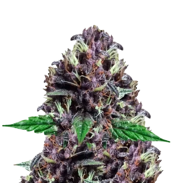 CBD Purple Kush autoflower zaden