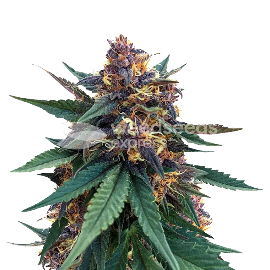 Purple Kush gefeminiseerde zaden plant