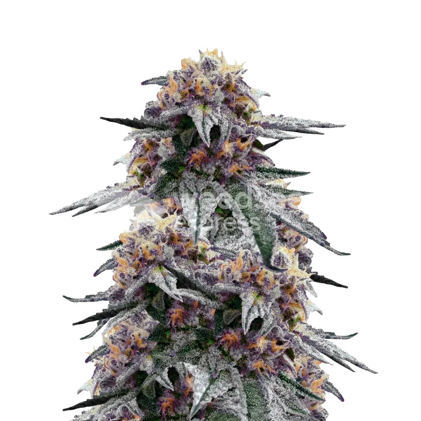 Purple Urkle feminized seeds plant