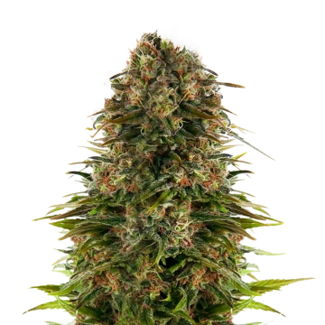 ᐅ Feminized Seeds (Female Seeds) | Buy @ WSE ⇒ Delivery Guaranteed