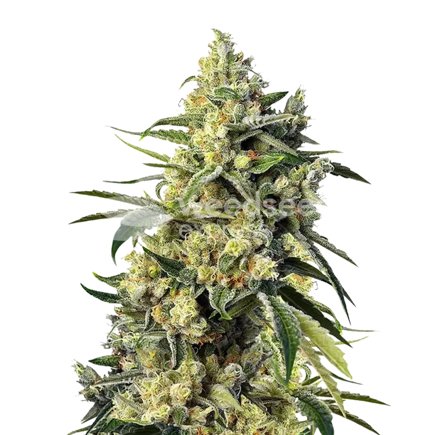 Sweet Tooth feminized seeds plant