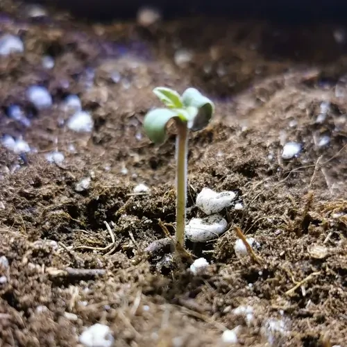 Godfather OG  Feminized seeds germination