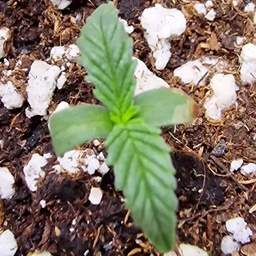 Germinated Sirius Black Seed Sprouting