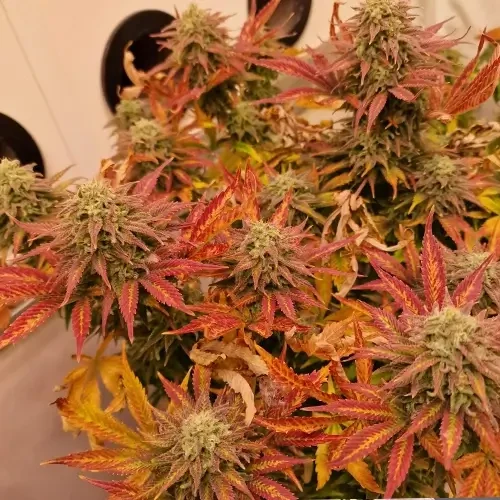 Sirius Black Feminized Plant ready for harvest