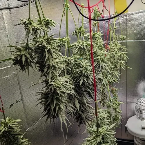 Hindu Kush plant aan het drogen