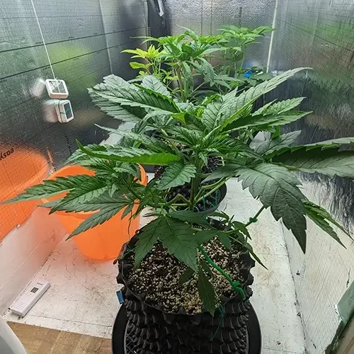 Hindu Kush plant na de vijfde week