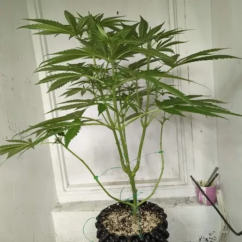 A Hindu Kush plant in its 7th week