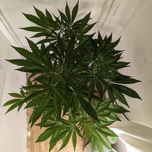 A Hindu Kush plant in its 8th week