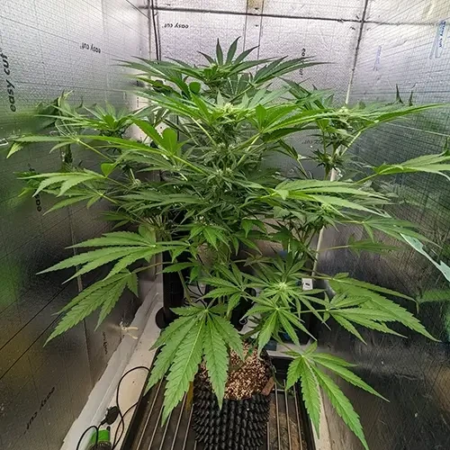 Hindu Kush plant na de negende week