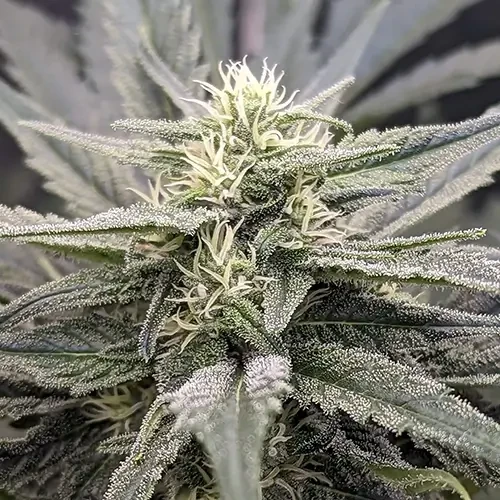 Hindu Kush plant na de tiende week