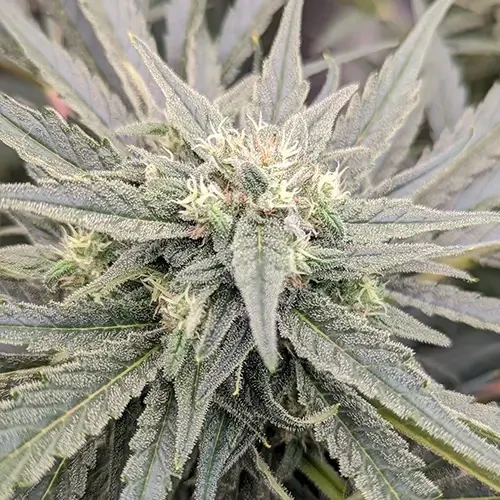 A Hindu Kush plant in its 11th week