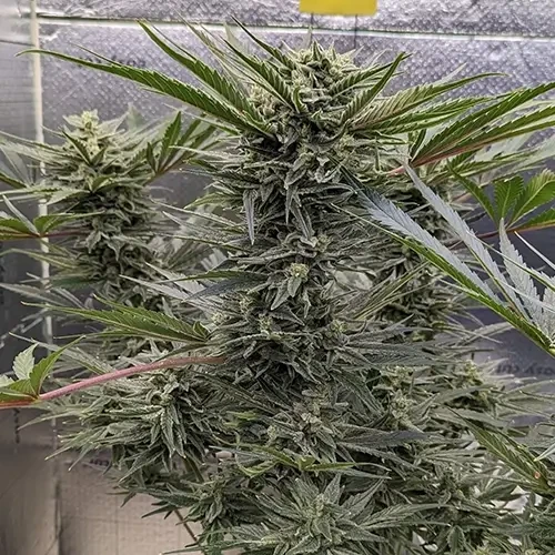 A Hindu Kush plant in its 12th week