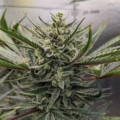 Hindu Kush plant na de dertiende week close up