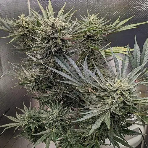 A Hindu Kush plant in its 13th week