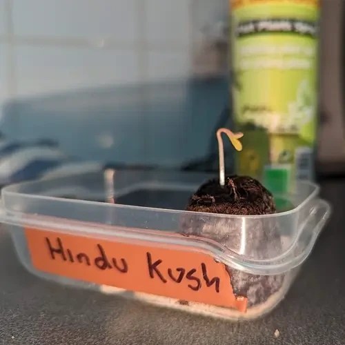 Hindu Kush seeds succesfully germinated