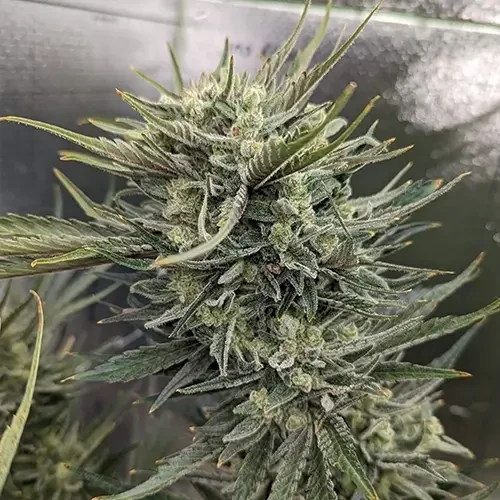 Top van een Hindu Kush plant