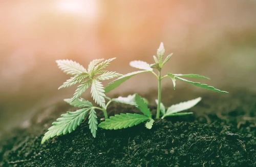 Erfolgreiche Keimung von Cannabissamen in Töpfen mit Erde