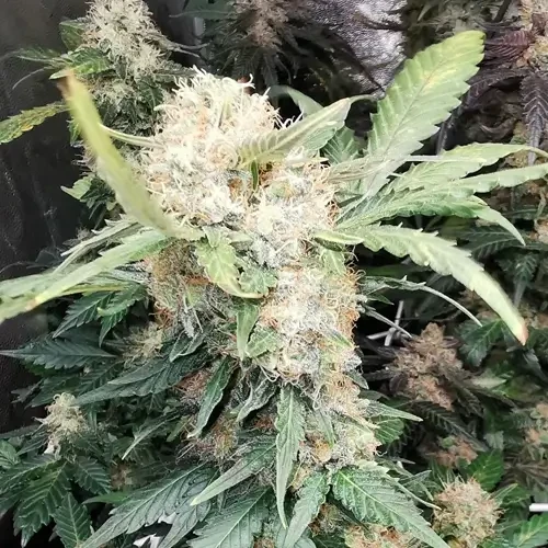 Godfather OG  Feminized grow week 10