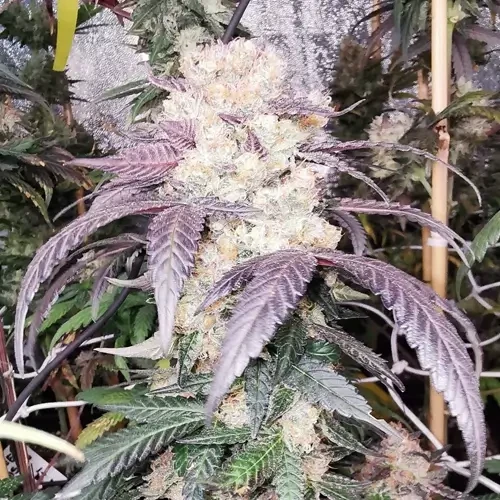 Godfather OG  Feminized grow week 11