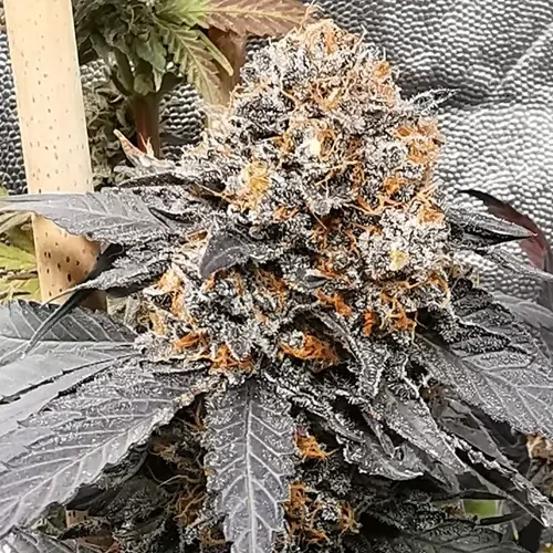 Godfather OG  Feminized grow week 12