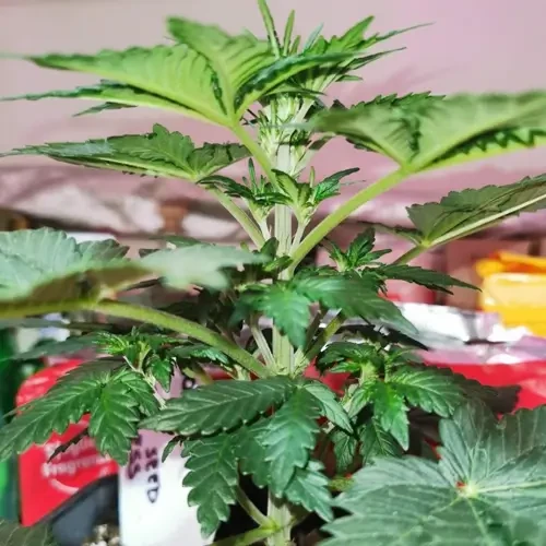 Godfather OG  Feminized grow week 4