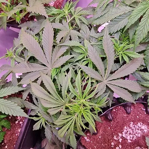 Sirius Black Feminized Plant Week 5 end