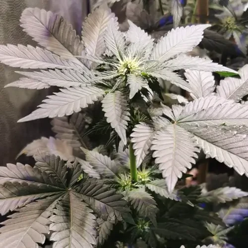 Godfather OG  Feminized grow week 5