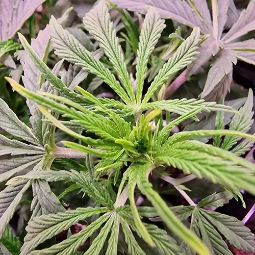 Sirius Black Feminized Plant Week 5