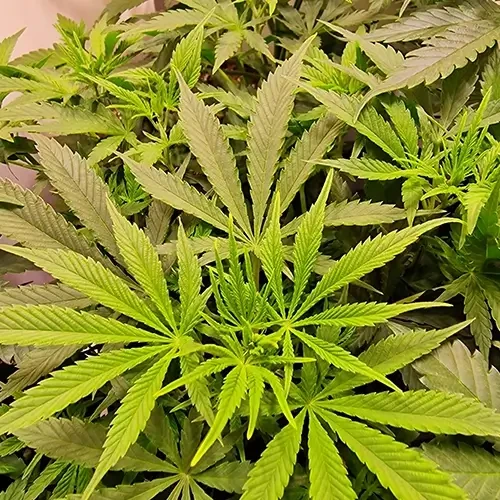 Sirius Black Feminized Plant Week 6 start