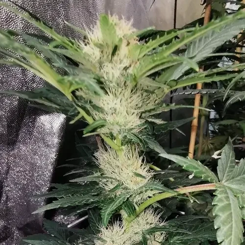 Godfather OG  Feminized grow week 7