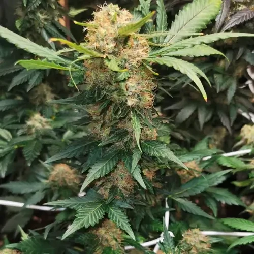 Godfather OG  Feminized grow week 9