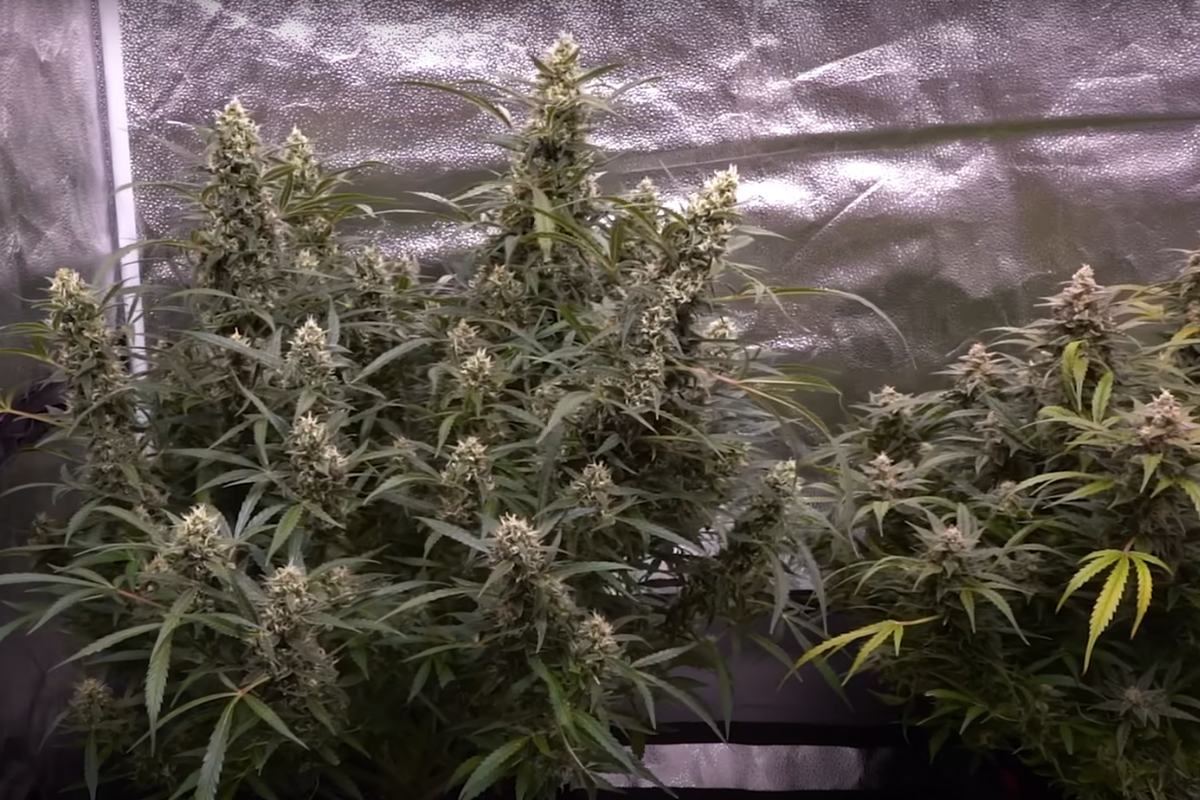 indoor autoflower with ventilation