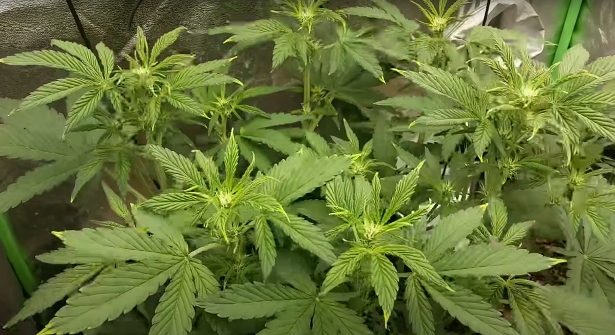 A closeup shot of cannabis plants in a grow box